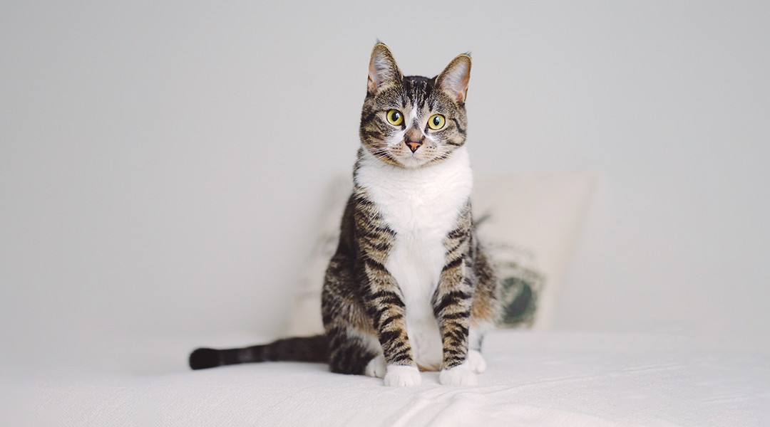 Chat tabby s'asseyant et regardant la caméra