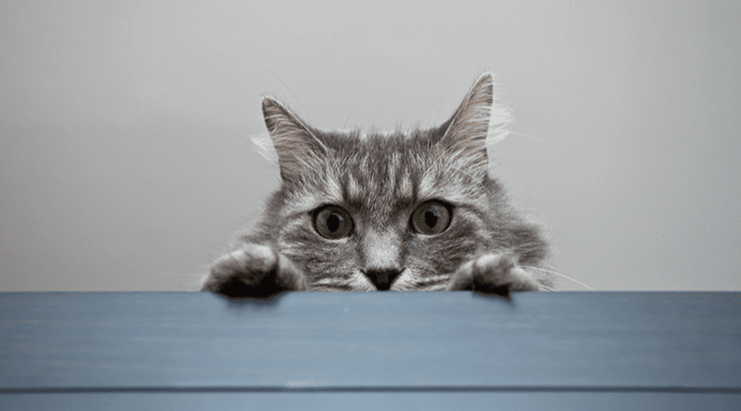 Chat gris jetant un coup d'œil par-dessus une table