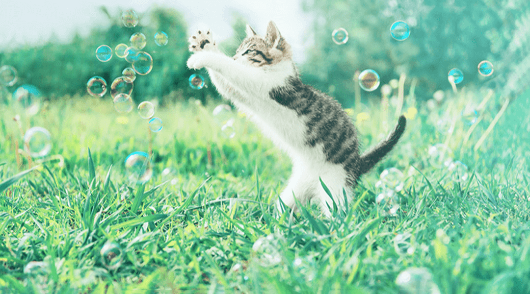 Chat essayant d'attraper des bulles