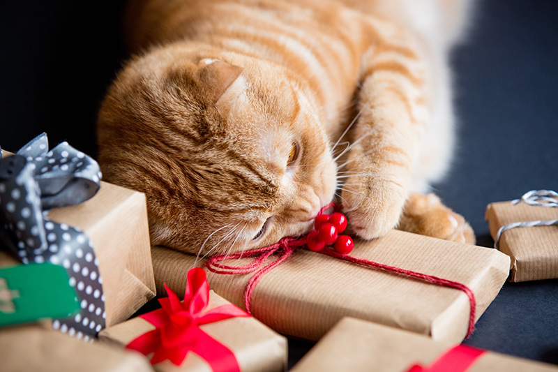 Chat roux couché sur des cadeaux emballés