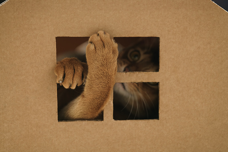 Chat avec la patte à l'extérieur de la fenêtre d'une maison en carton