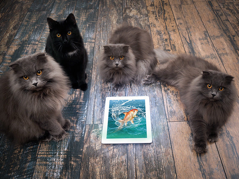 4 chats entourant une tablette avec l'image d'un poisson