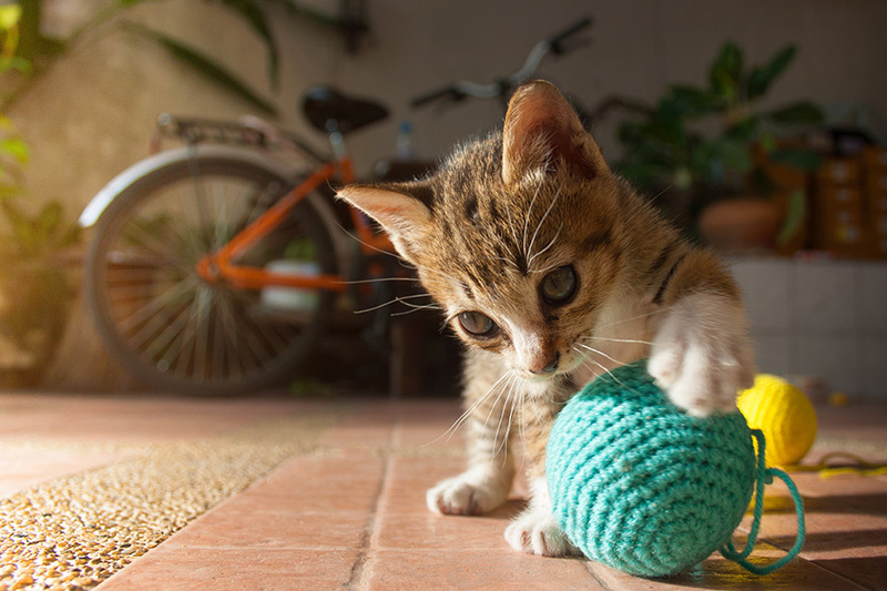 Chaton jouant avec une pelote de laine bleue