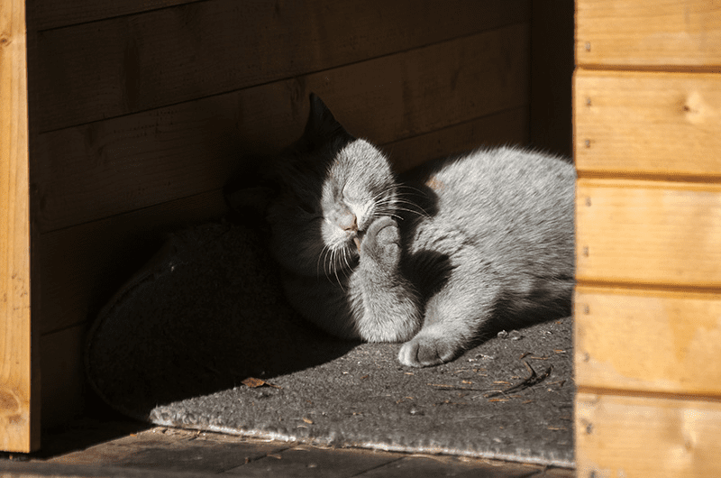 Chat gris dans une maison de chat extérieure