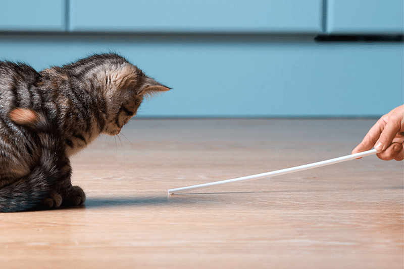 Chat regardant un bâton blanc