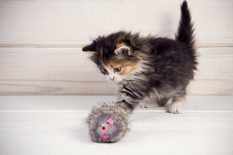 Chaton jouant avec une souris