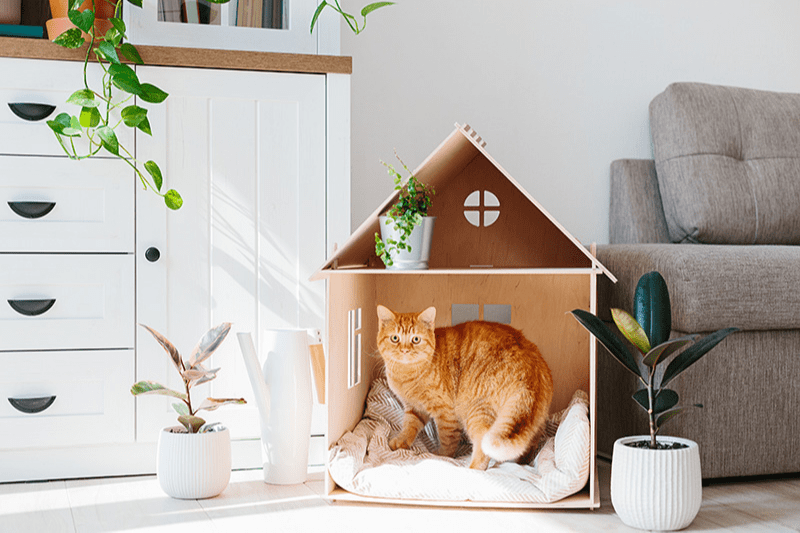 Chat roux dans une maison en carton