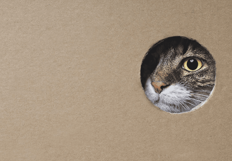 Chat tabby aux yeux jaunes regardant à travers un trou dans le carton