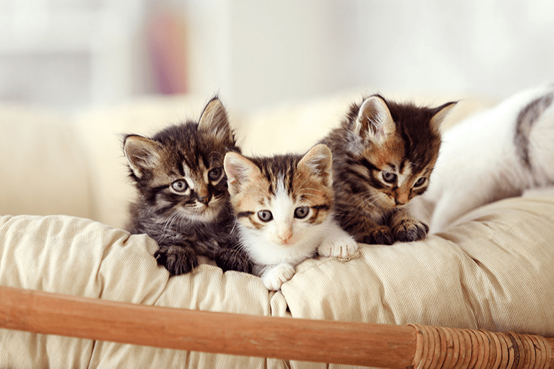 3 adorables chatons sur le canapé