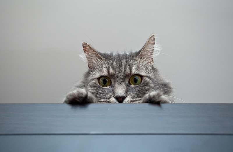 Chat gris jetant un coup d'œil par-dessus une table