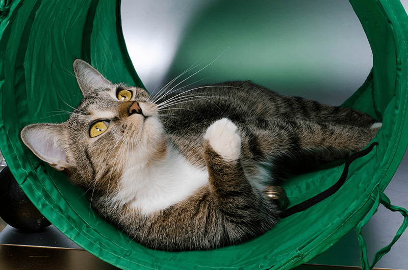 Chat tabby dans un tunnel vert pour chat