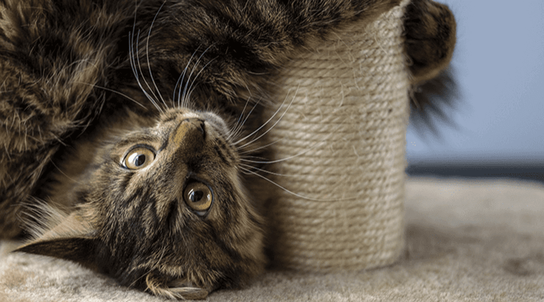 Chat jouant avec un arbre à chat