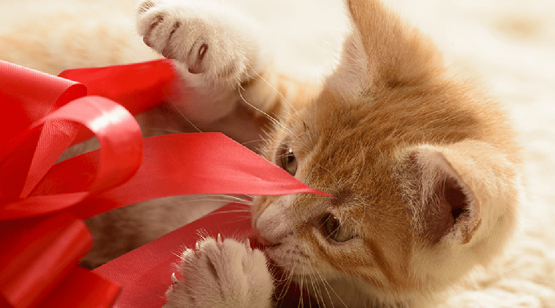 Un chat en peluche à côté d'un paquet cadeau sur fond d'arbre de Noël