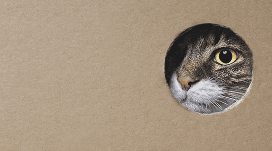 Chat tabby aux yeux jaunes regardant à travers un trou dans le carton