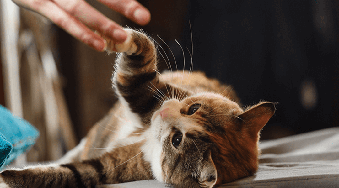 Chat couché jouant avec la main de son maître