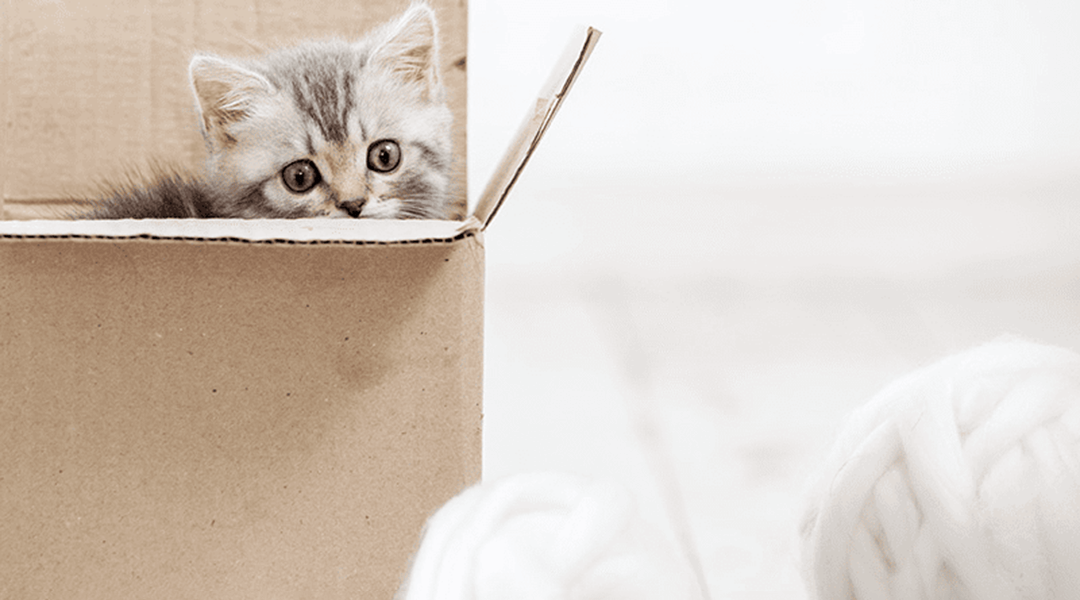 Chaton regardant une pelote de laine à travers une boîte en carton