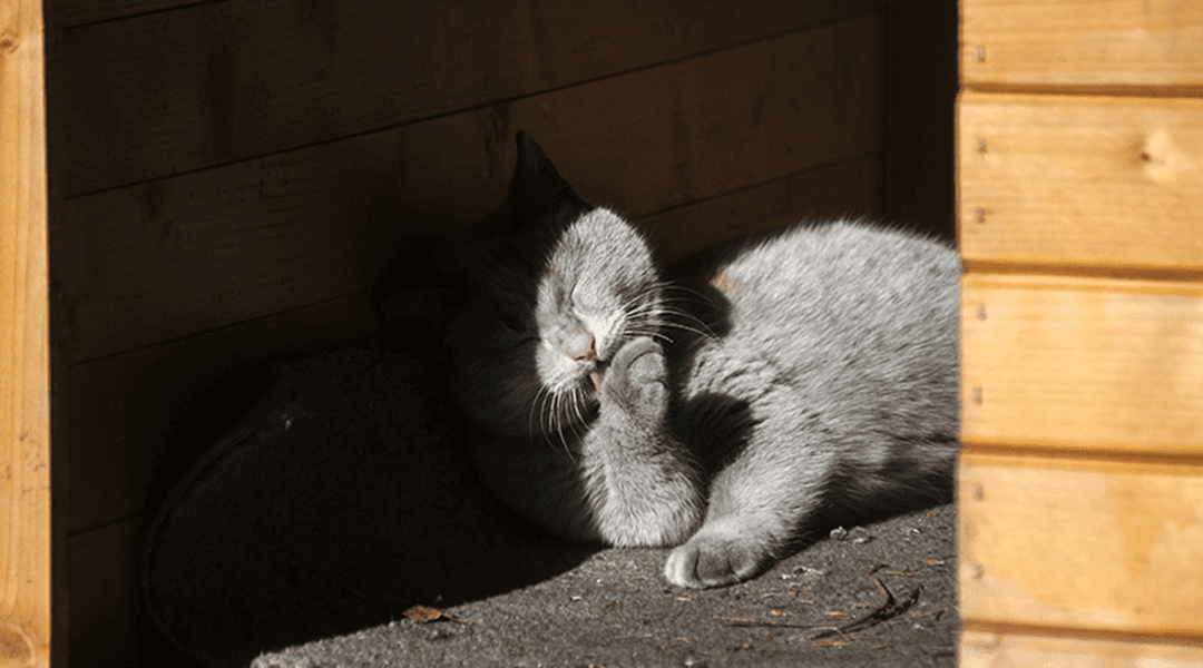 Chat gris dans une maison de chat extérieure