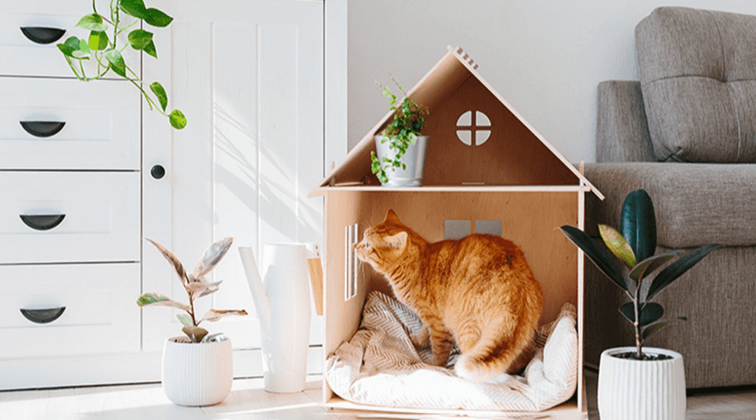 Chat roux dans une maison en carton