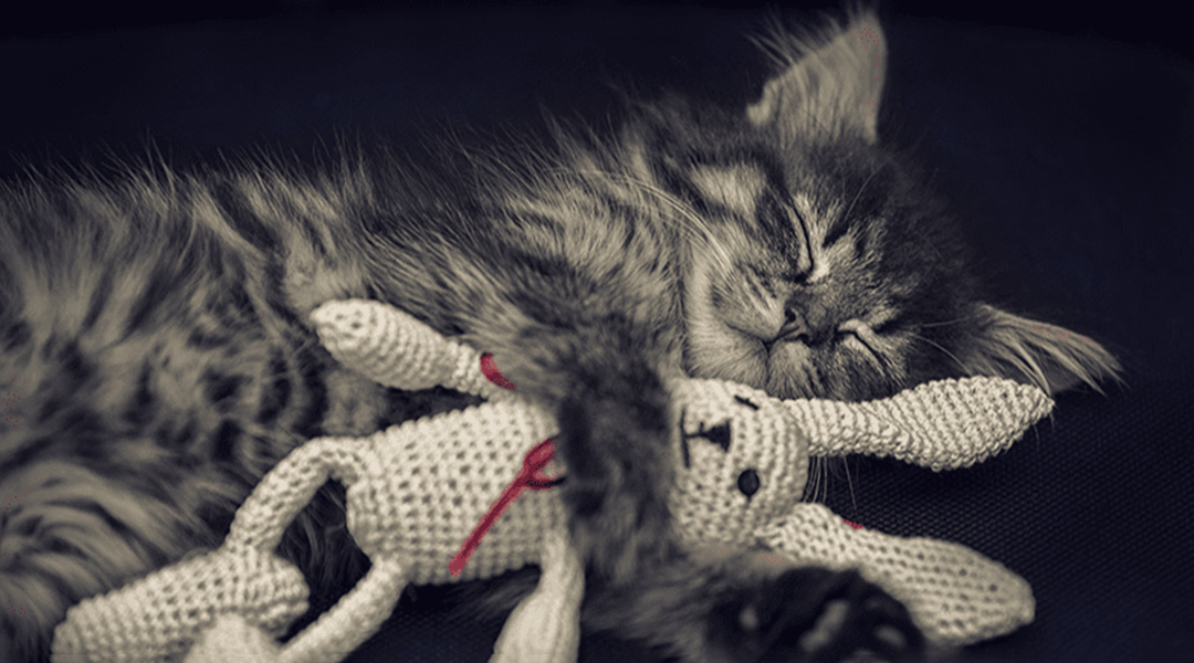 Chat tabby câlinant un jouet