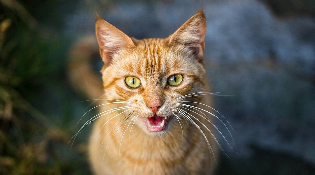 Un chat roux tigré miaule.