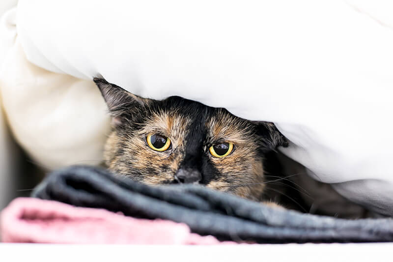 Un chat sortant d'une couverture douillette, dont on ne voit que les yeux et les oreilles.