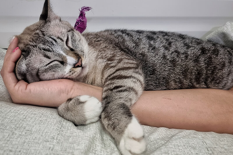 chat se faisant caresser