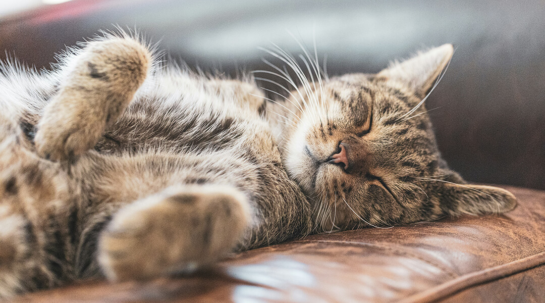 Chat brun tigré allongé sur un canapé en cuir
