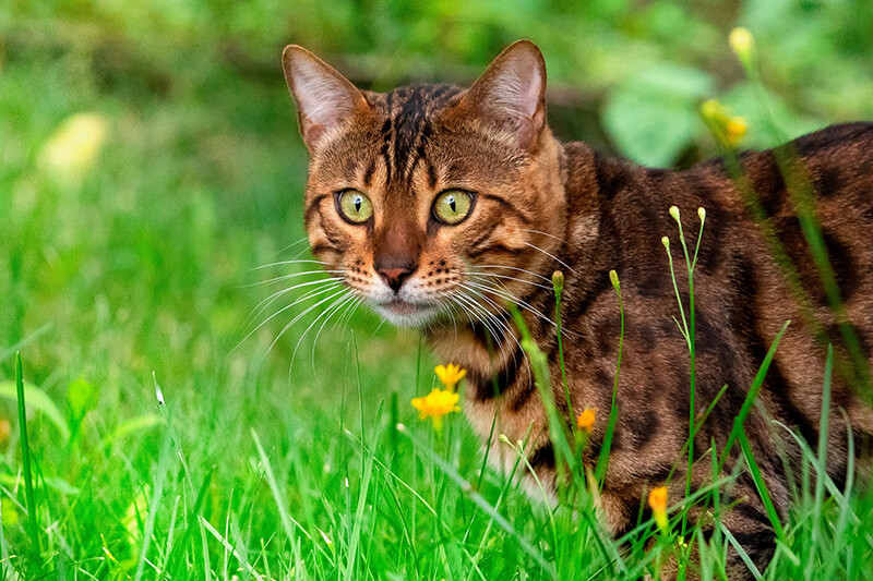 Un chat Bengal avec un pelage rayé marron et noir frappant se tient alerte dans une zone herbeuse avec des fleurs jaunes.