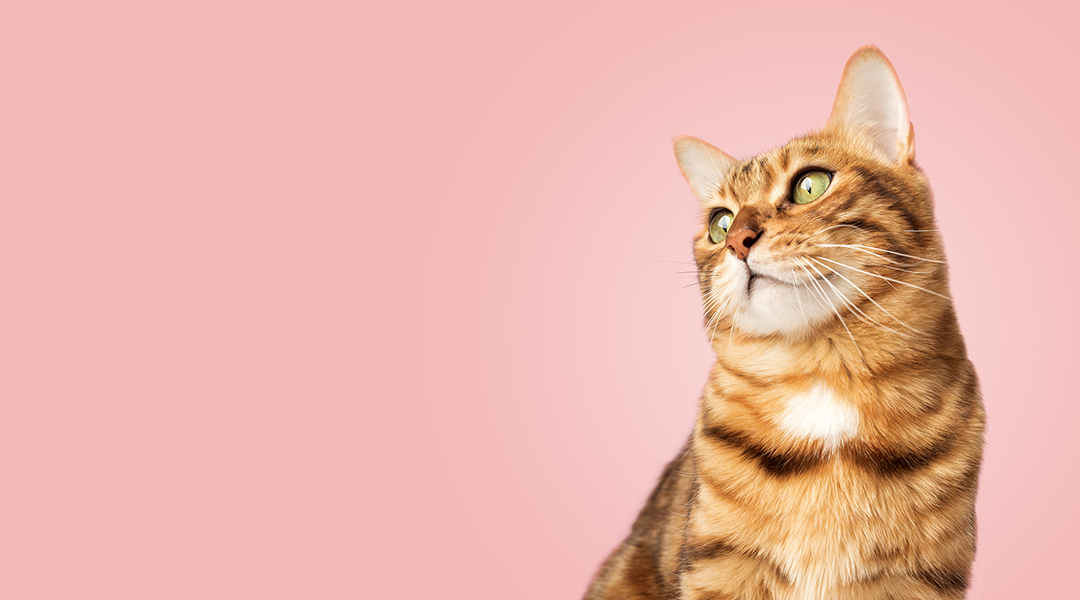 Un chat heureux avec un pelage rayé marron et noir regarde vers le haut sur un fond rose doux. Le chat semble content et détendu.