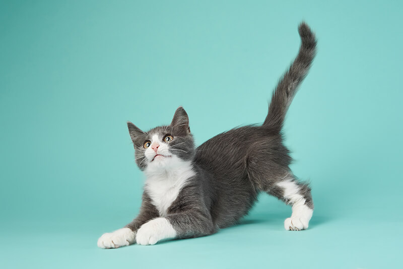 Chaton noir et blanc, la queue dressée