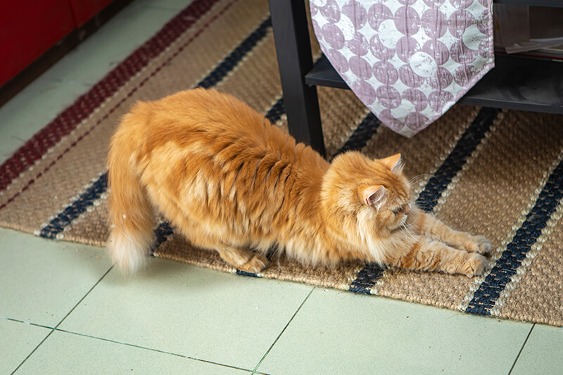 un chat qui gratte un tapis