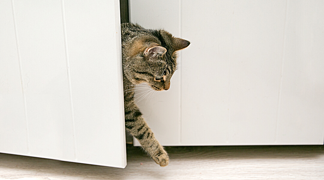Chat tigré sortant d’un placard pour gratter le sol