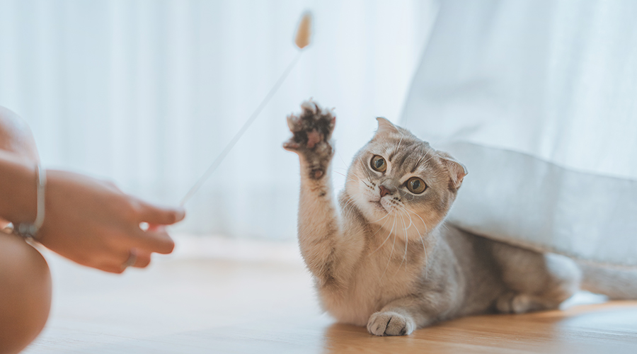 Femme utilisant un jouet pour chat jouant avec son chat écossais sur le sol dans le salon, concept de relation propriétaire-animaux de compagnie.