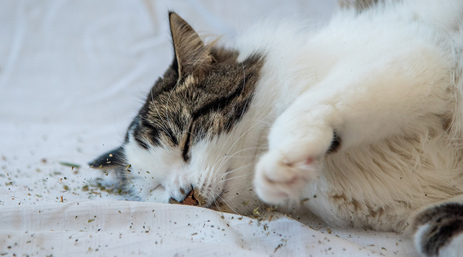 Un chat tigré étendu sur de l’herbe à chat