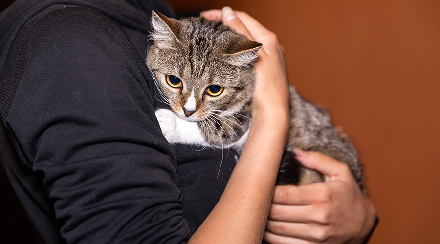 Chat tigré dans les bras de sa maîtresse