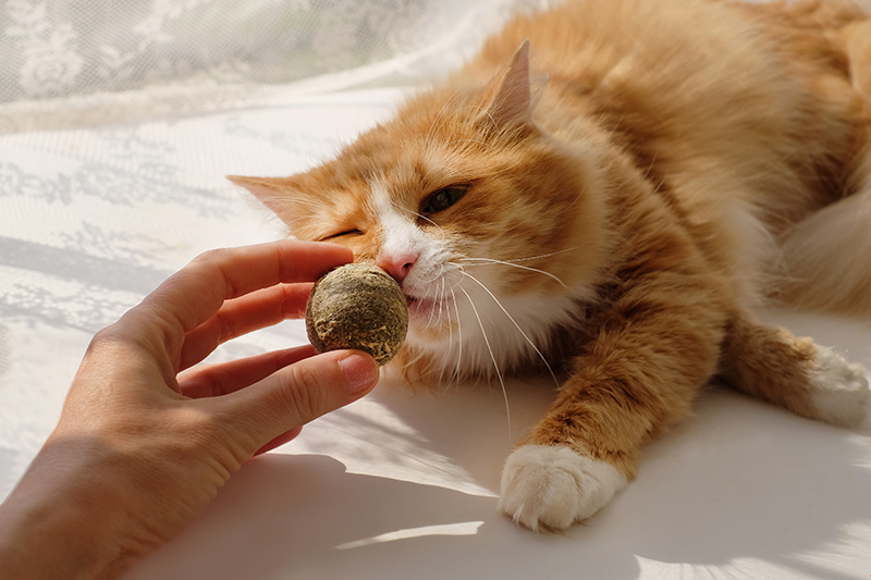 Chat orange sentant une boule d’herbe à chat