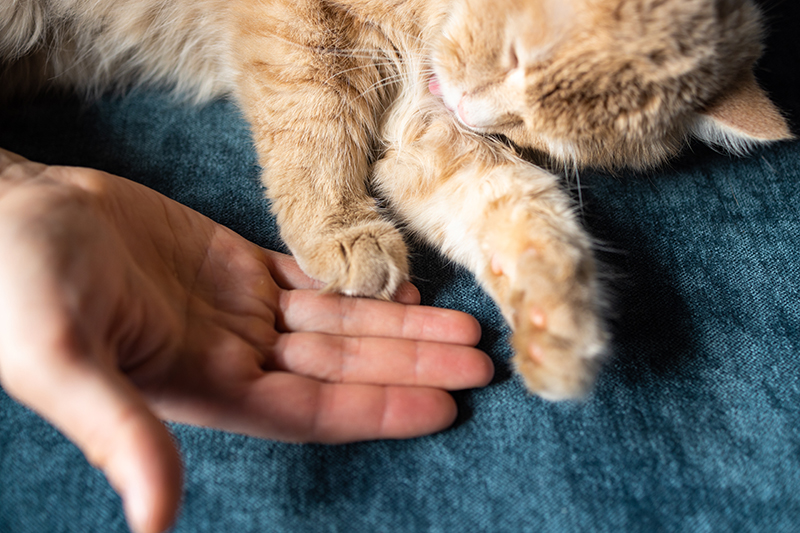Un chat tigré donne la patte à un humain