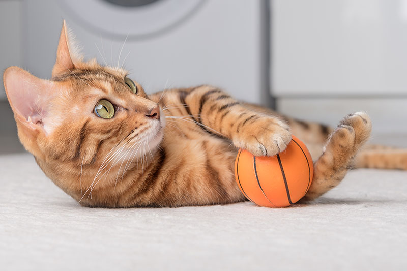 Un chat agile jouant avec une balle