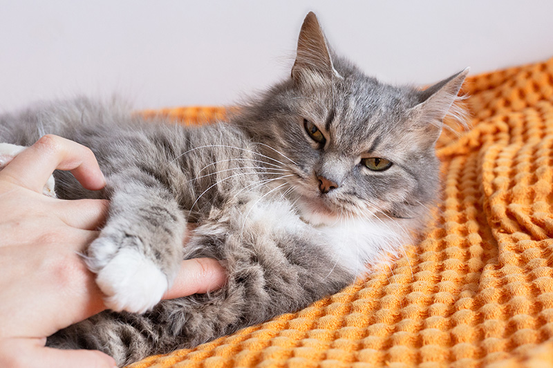 le chat grogne lorsqu'on le caresse