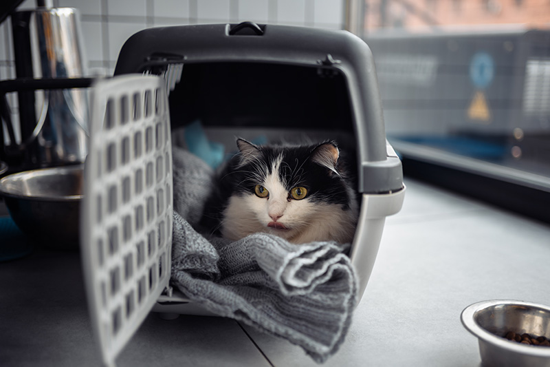 voyager avec un chat dans une cage portable