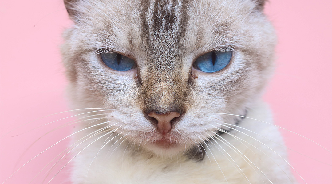 gros plan d'un chat qui grogne