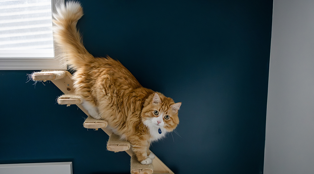 chat orange et blanc montant les escaliers pour chats