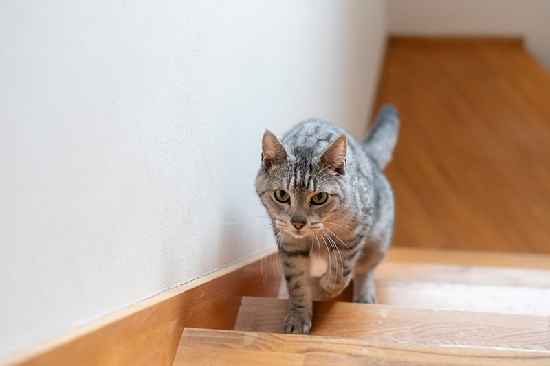 chat dans un escalier