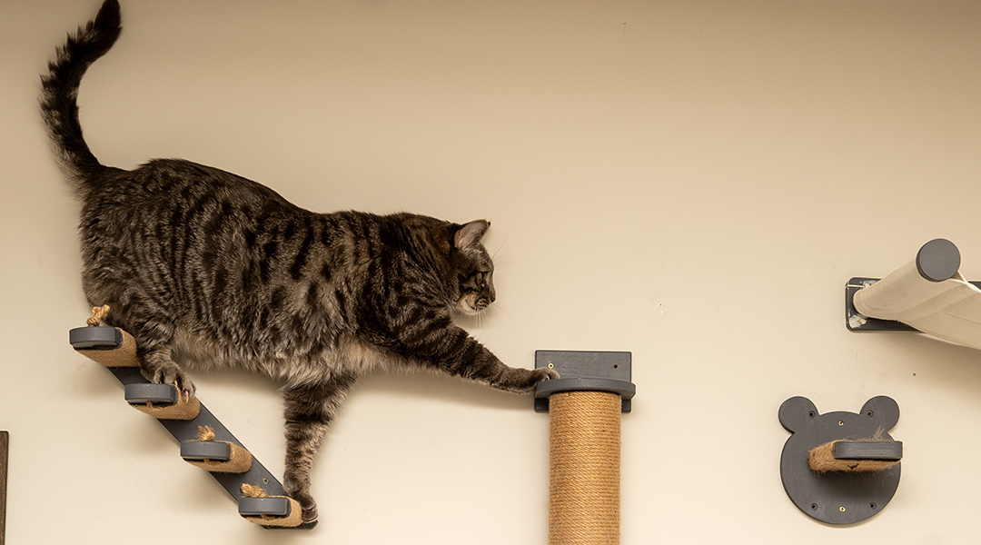 chat sur un parcours mural