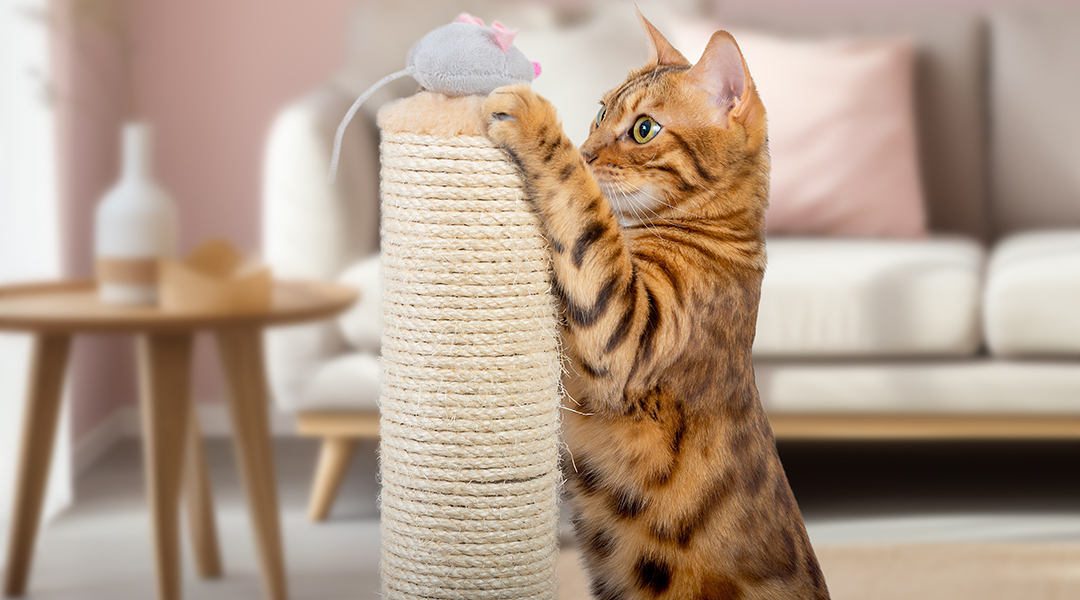 chat avec un griffoir pour chat