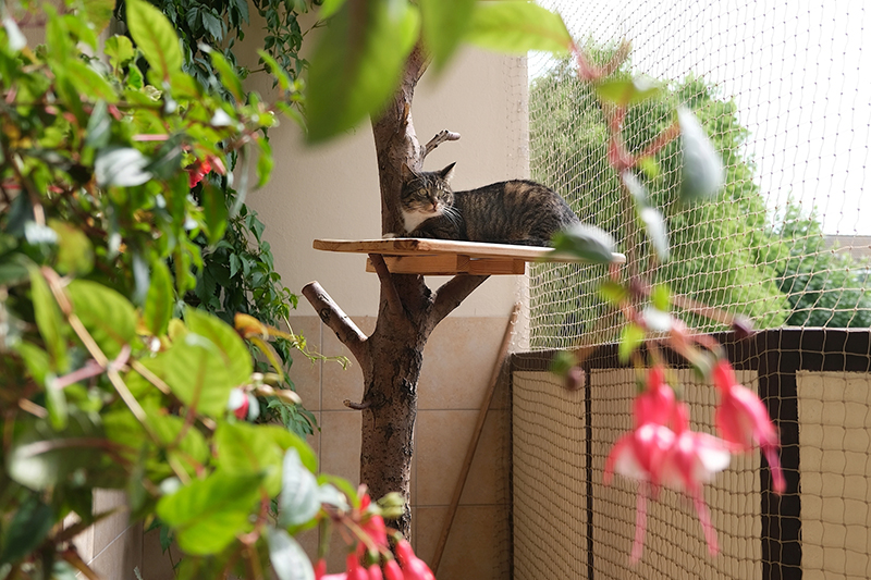 Chat marron tigré perché sur un arbre à chat d’extérieur