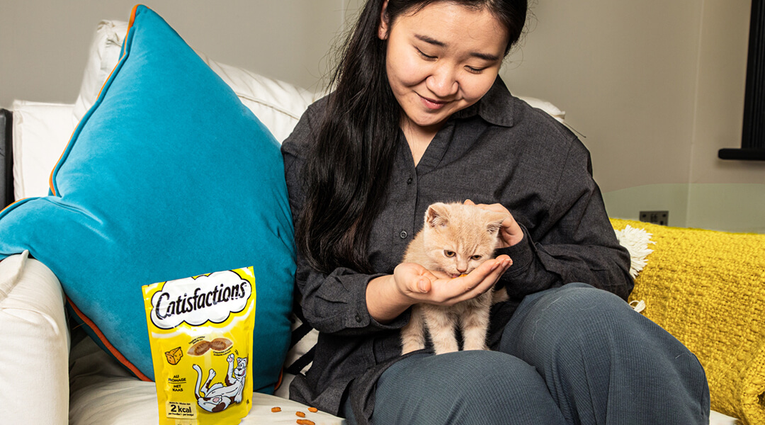 Chaton en train d'être nourri dreamies snack